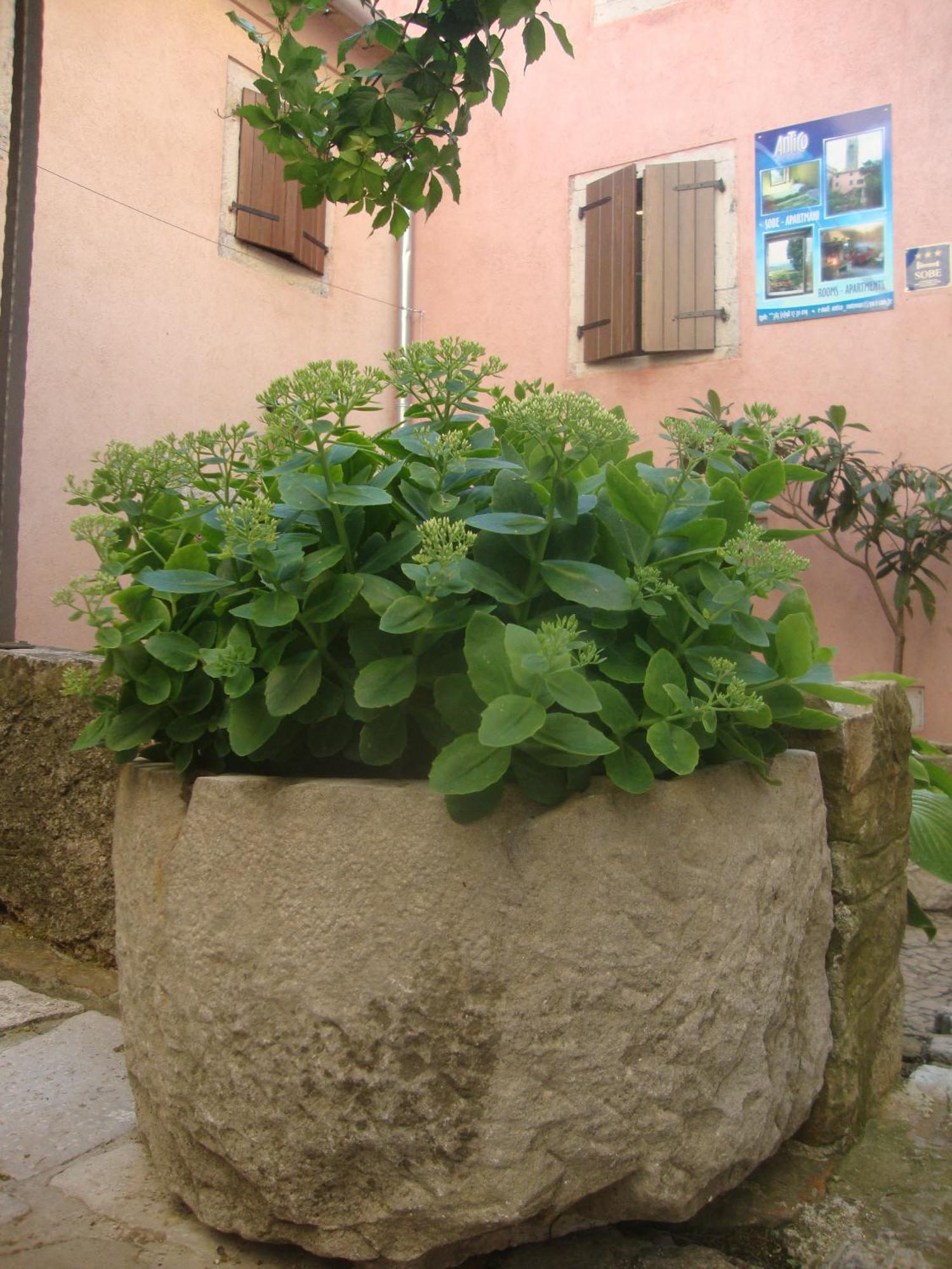 Bed & Breakfast Antico Motovun Kültér fotó